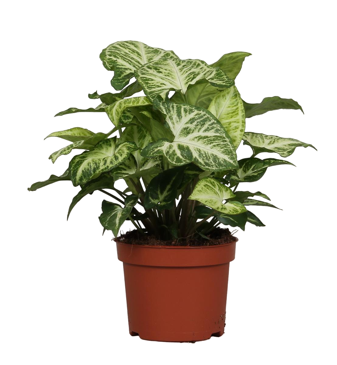 Plante d'intérieur - syngonium arrow 25.0cm