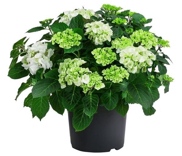 Bauern-Hortensie, ca. 45-55 cm
