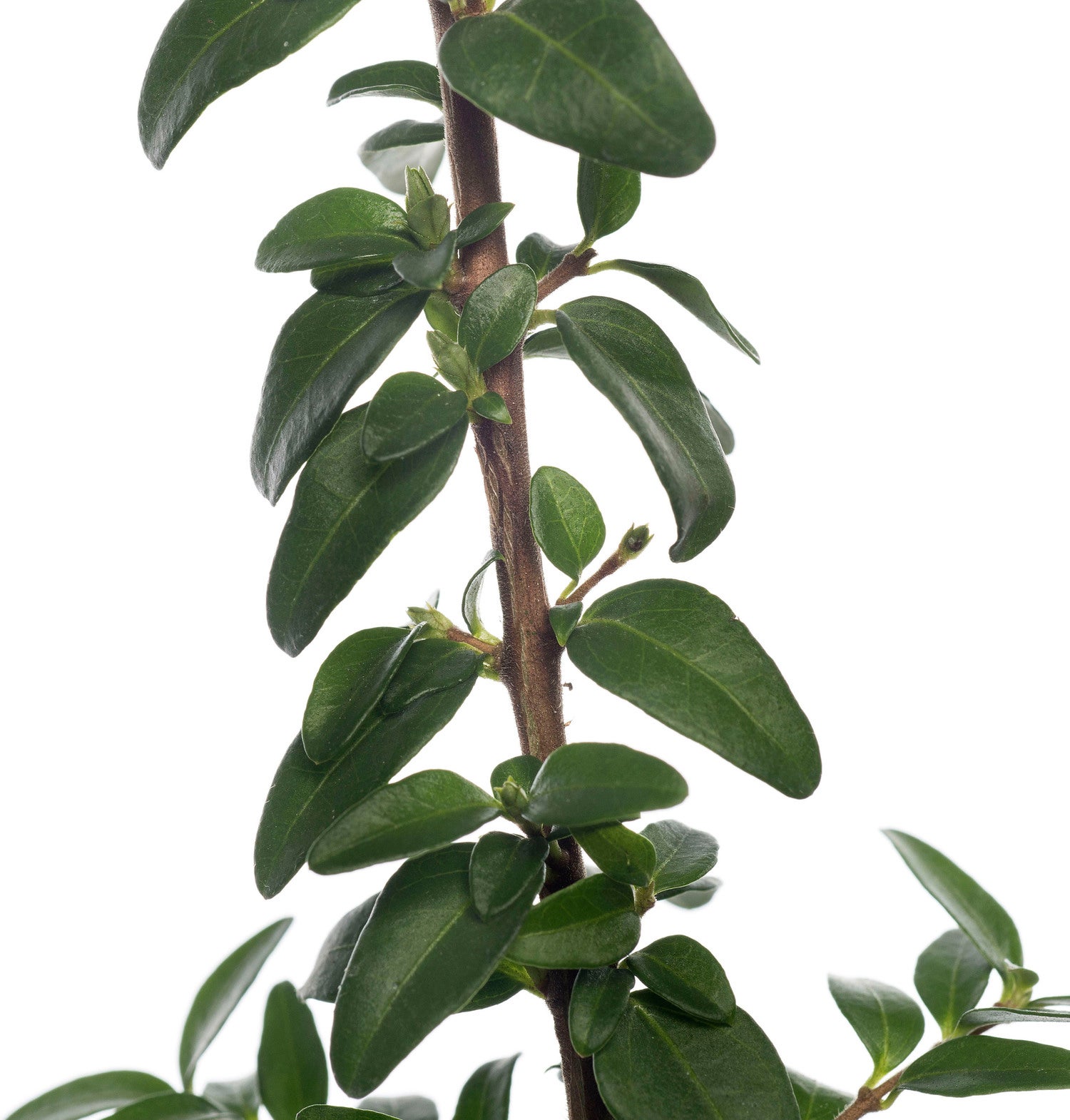 Struikkamperfoelie (Lonicera nitida 'Elegant') sixpack D 9 H 15 cm