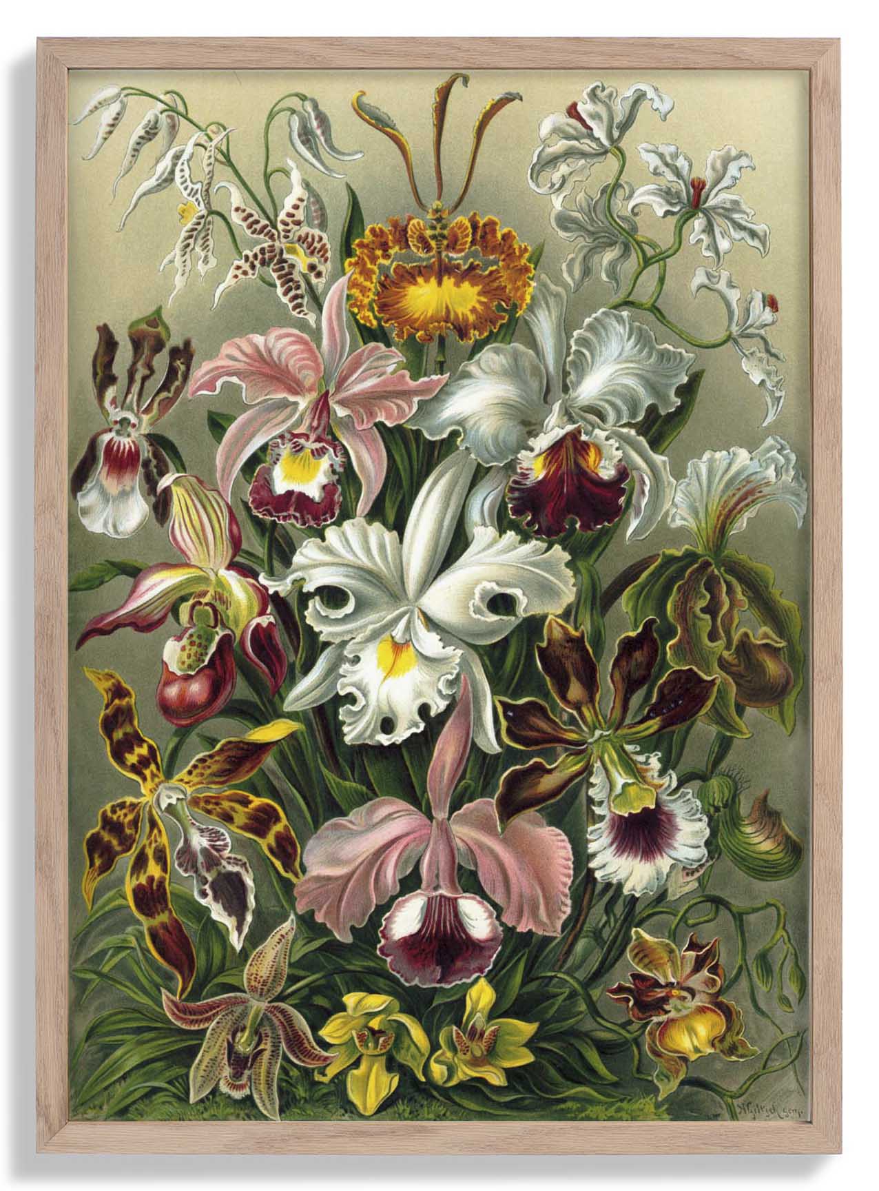 Orchideae Lilly Flowers von Ernst Haeckel