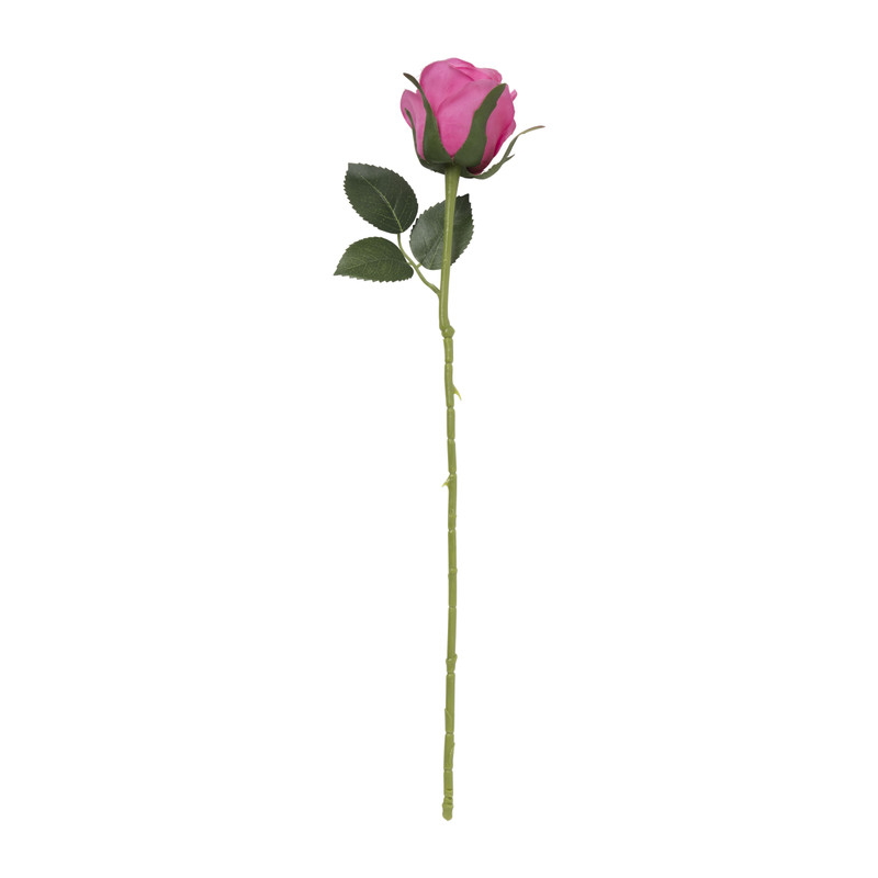 Roos - diverse varianten - 50 cm