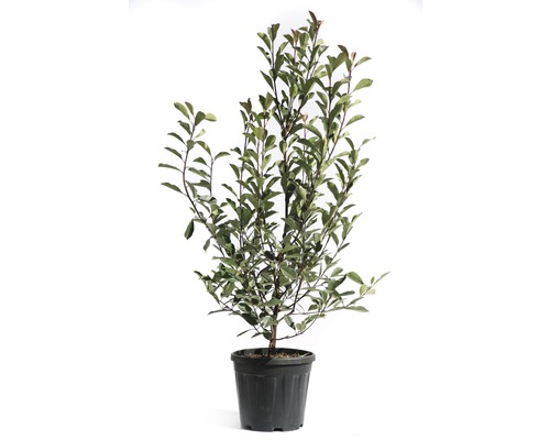 Loquat 'Pink Marble' FloraSelf Photinia fraseri 'Pink Marble' H 125-150 cm Co 15 L