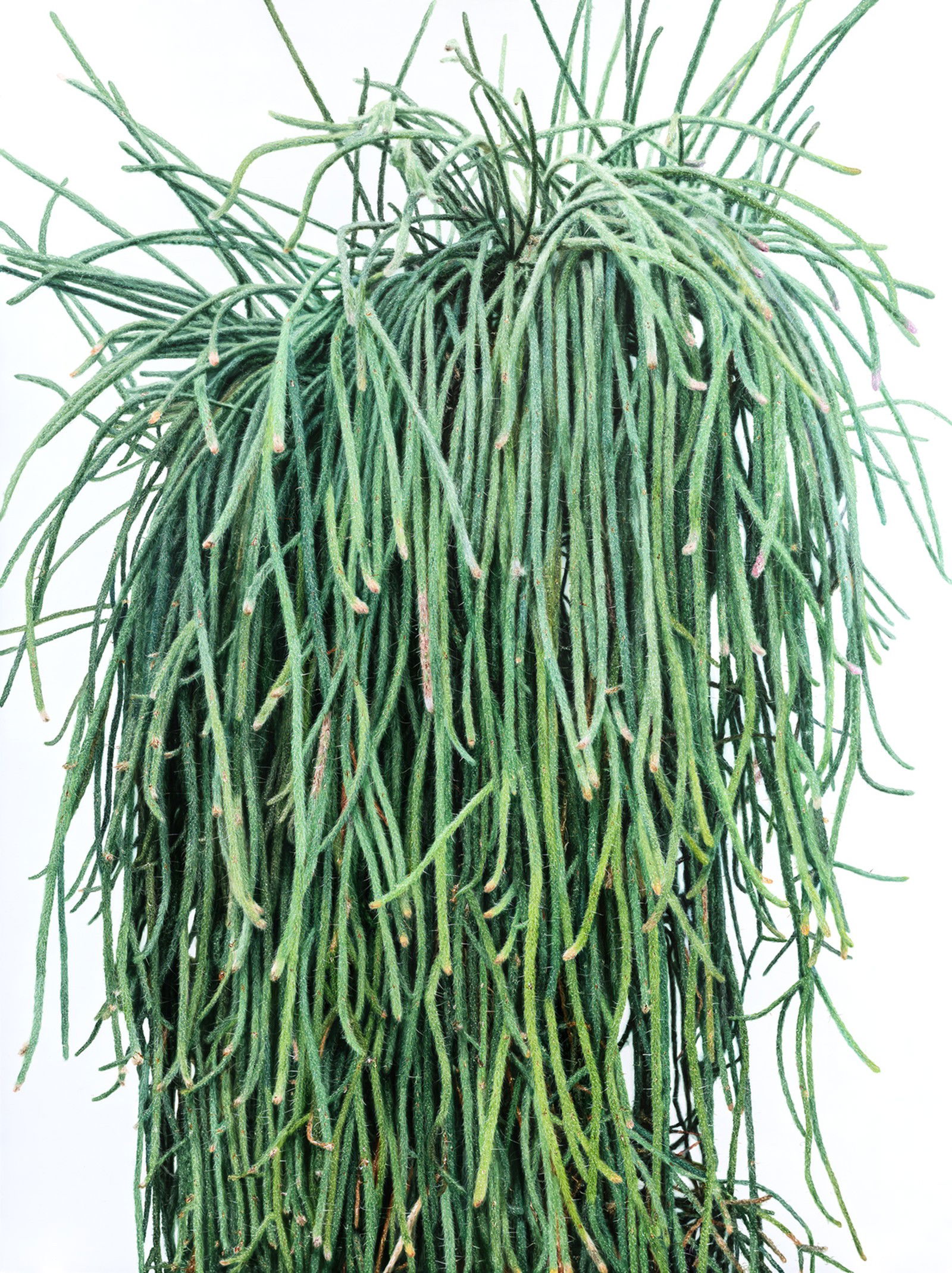Cactus No. 91 by Kwangho Lee - Limited Edition. Edition of: 100. Signed.