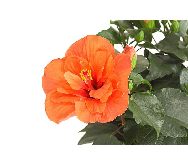 Zimmerhibiskus - Hibiscus rosa-sinensis,