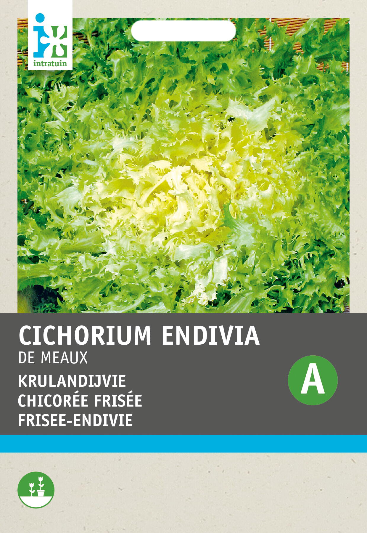 Intratuin groentezaad Krulandijvie (Cichorium endivia 'De Meaux')