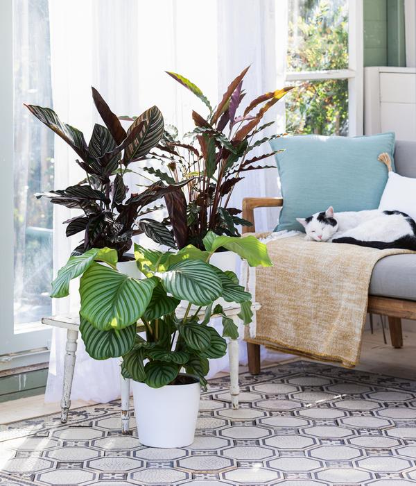 Korbmarante - Calathea rufibarba