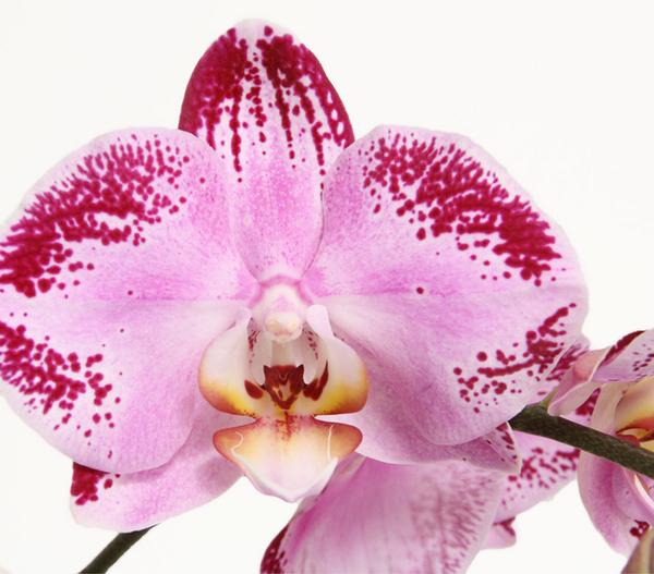 Schmetterlingsorchidee - Phalaenopsis
