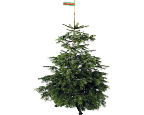 x Nordmann spar GOLD H 130-170 cm, gezaagde kerstboom uit duurzame teelt