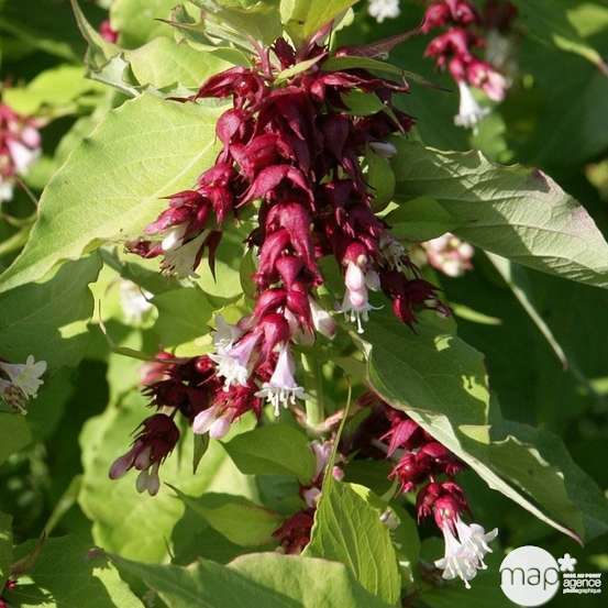 Leycesteria formosa ' Golden Lantern ' ® : ctr 5 litres