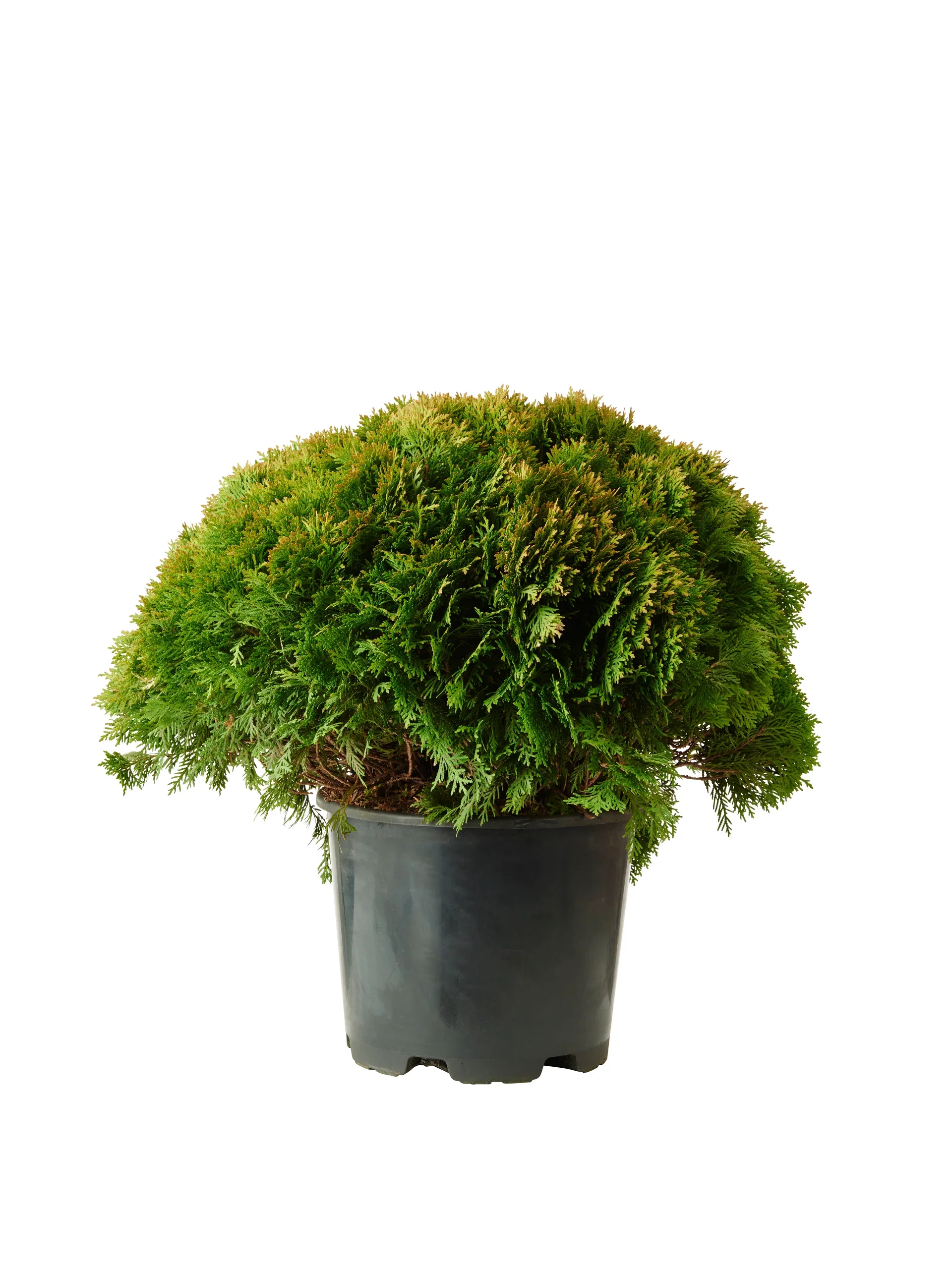 Thuja occidentalis 'Danica' Tuja 'Danica' Ø26 cm