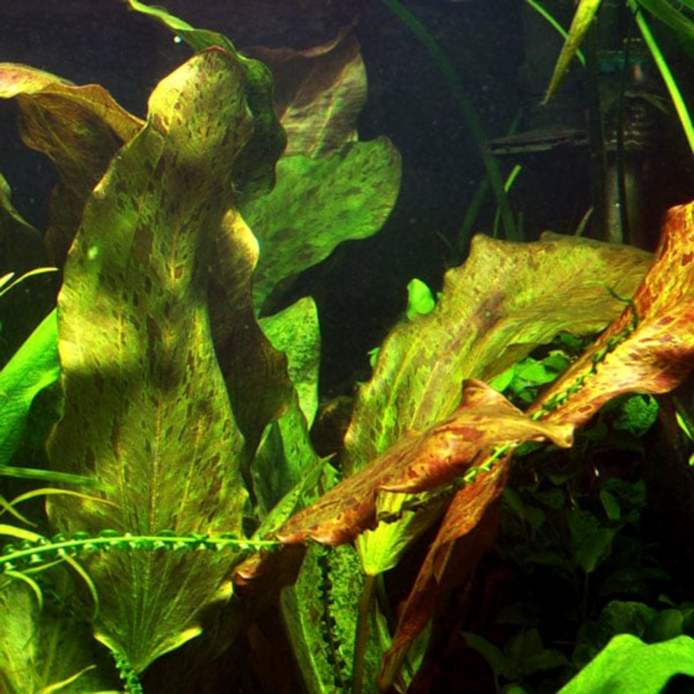Echinodorus ozelot