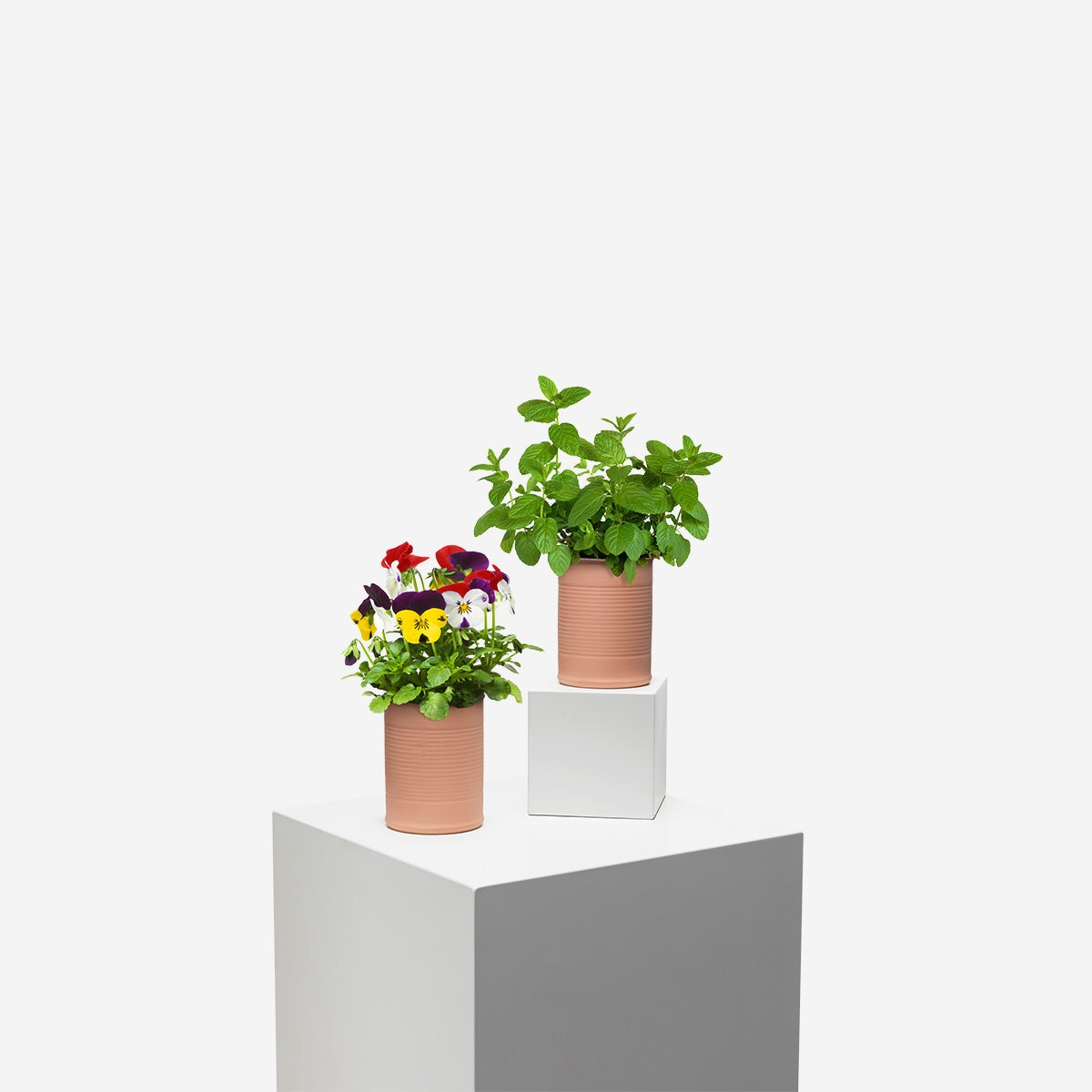 Stedmoderblomster. Blomst kan