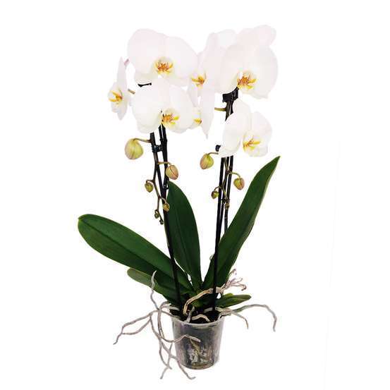 Orchidée Phalaenopsis en cascade 2 tiges - pot D.12 cm