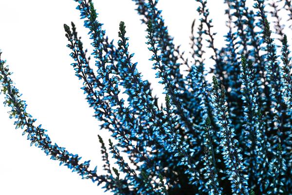 Knospenheide, gefärbt, verschiedene Farben