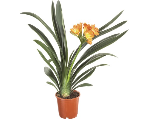 Clivia FloraSelf (Clivia miniata) H 40-55 cm Ø 13 cm pot