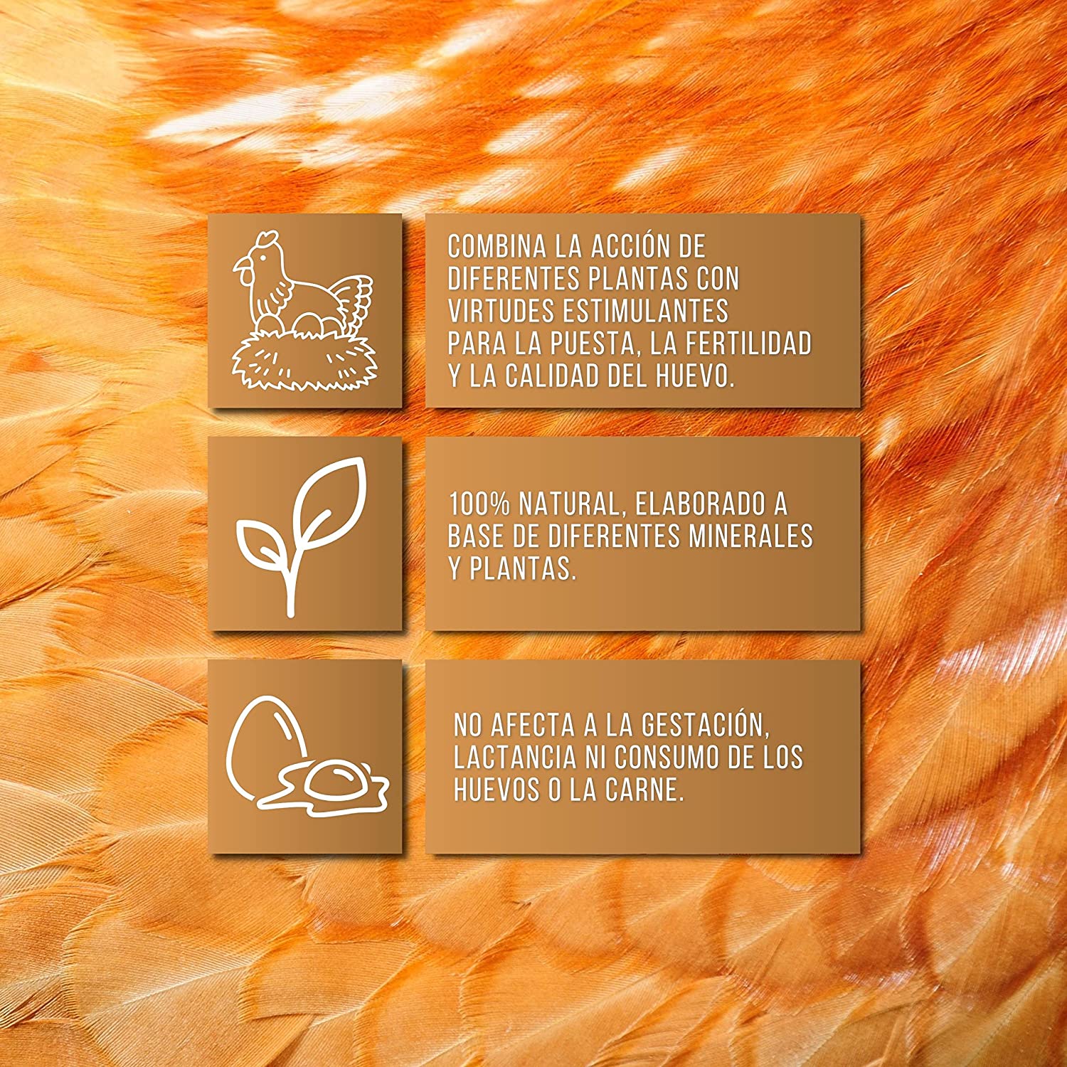 Solução Finca Casarejo: um suplemento nutricional para galinhas e aves.