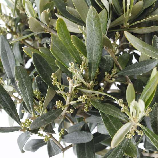 Olivier, Olea europeae : H100 cm Tige pot D20cm