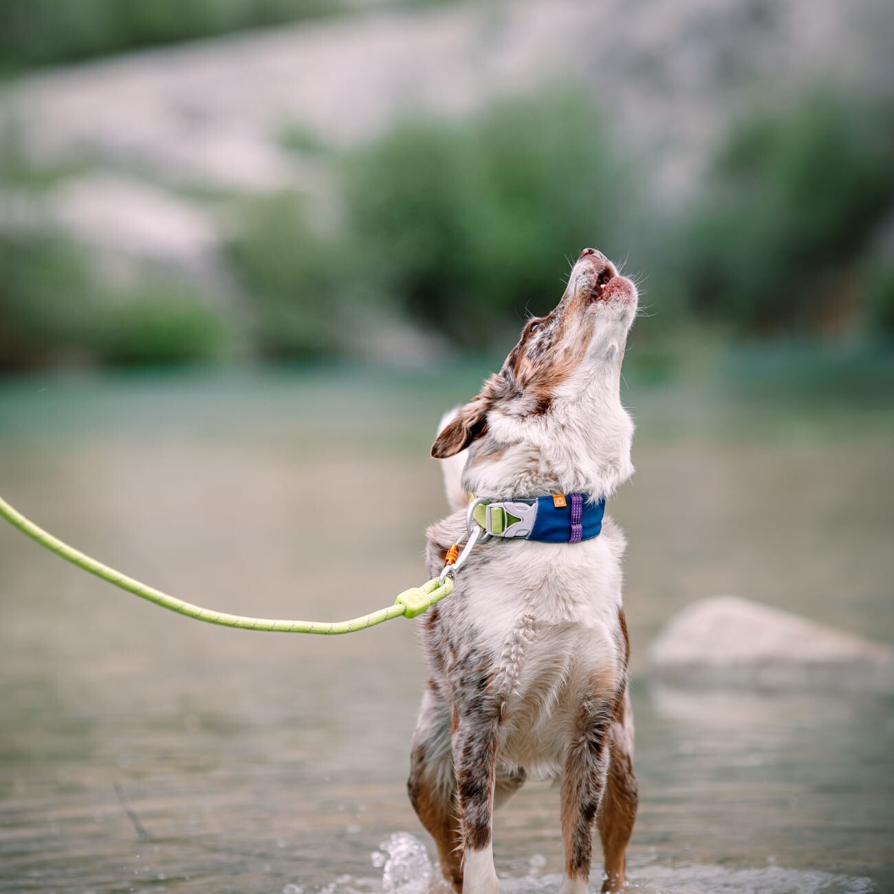 Woolly Wolf Führleine Rope