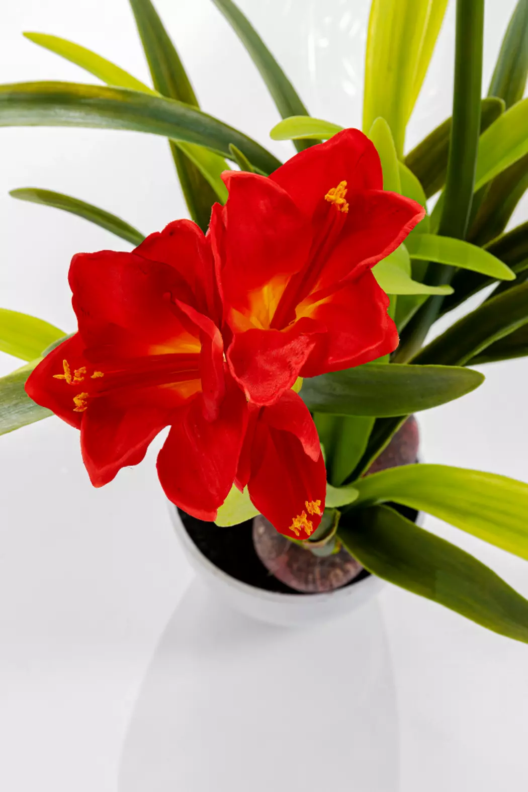 Deko Pflanze 51682 Amaryllis