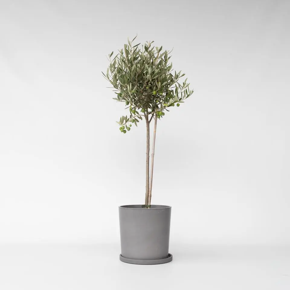 Olijfboom - Olea europaea - Hoogte 80-90cm - ⌀19cm