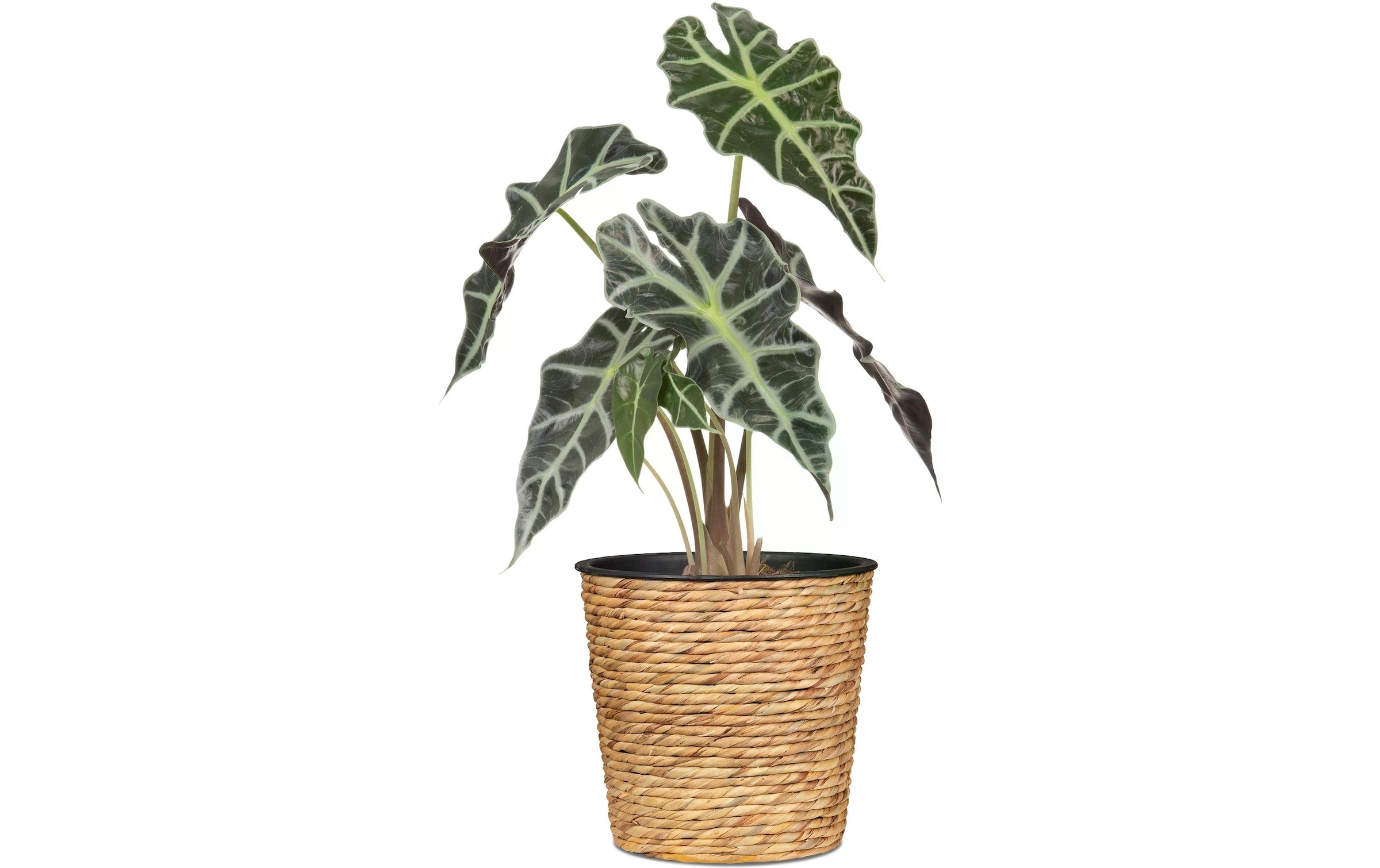 Scheurich Blumentopf »scheurich«