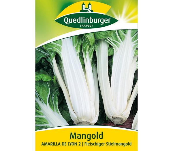 Quedlinburger Samen Mangold 'Amarilla De Lyon