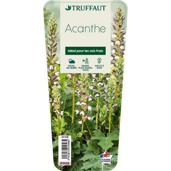 Acanthe mollis : godet vert
