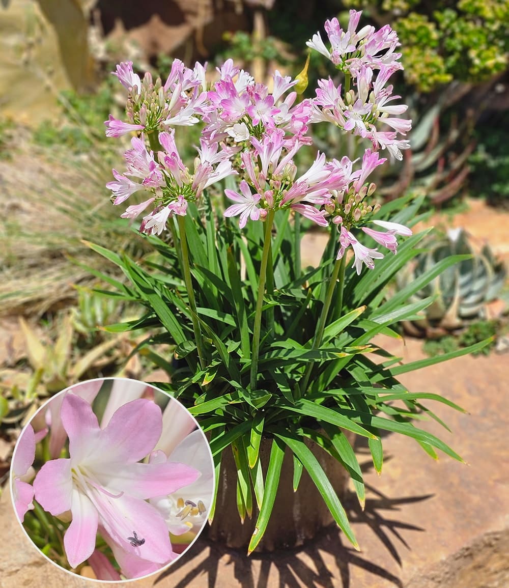 Agapanthus 'Pink Blush'