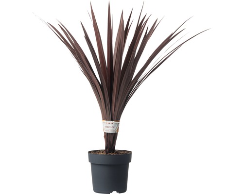 Cordyline australis H 20-30 cm Ø 17 cm pot