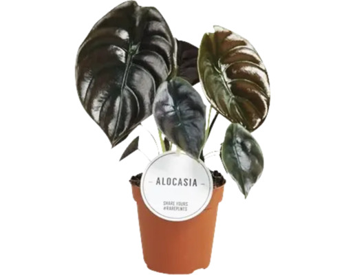 Alocasia MIX FloraSelf H 15-25 cm Ø 12 cm pot willekeurige variëteitselectie