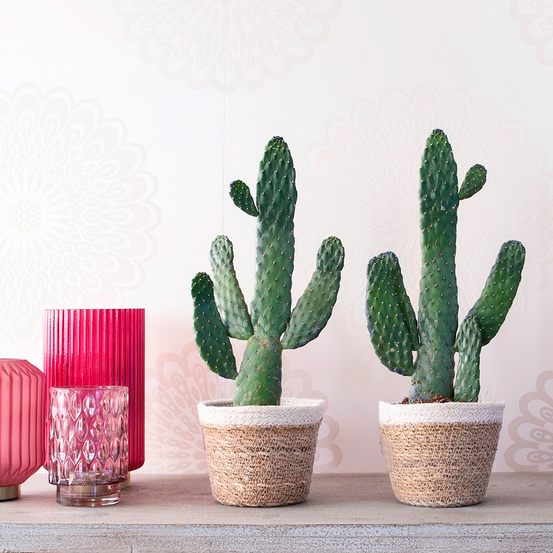 Opuntia Rubescens Consolea - pot D12cm