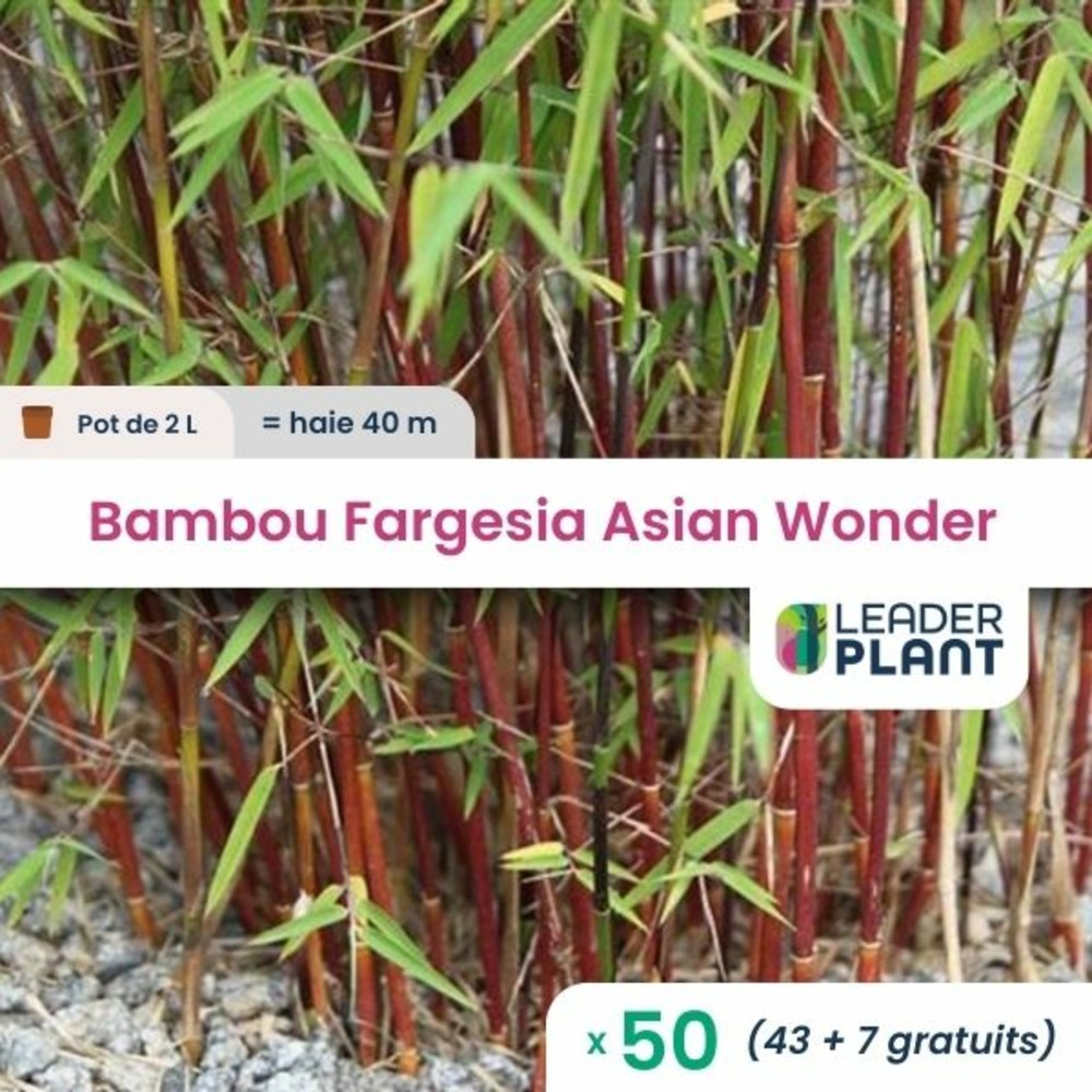 50 x bambou fargesia asian wonder 60/70 en pot de 2 l