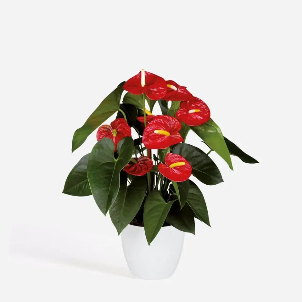 Flamingoplant - Anthurium 'Royal Champion' - Hoogte 35-45cm - ø12cm