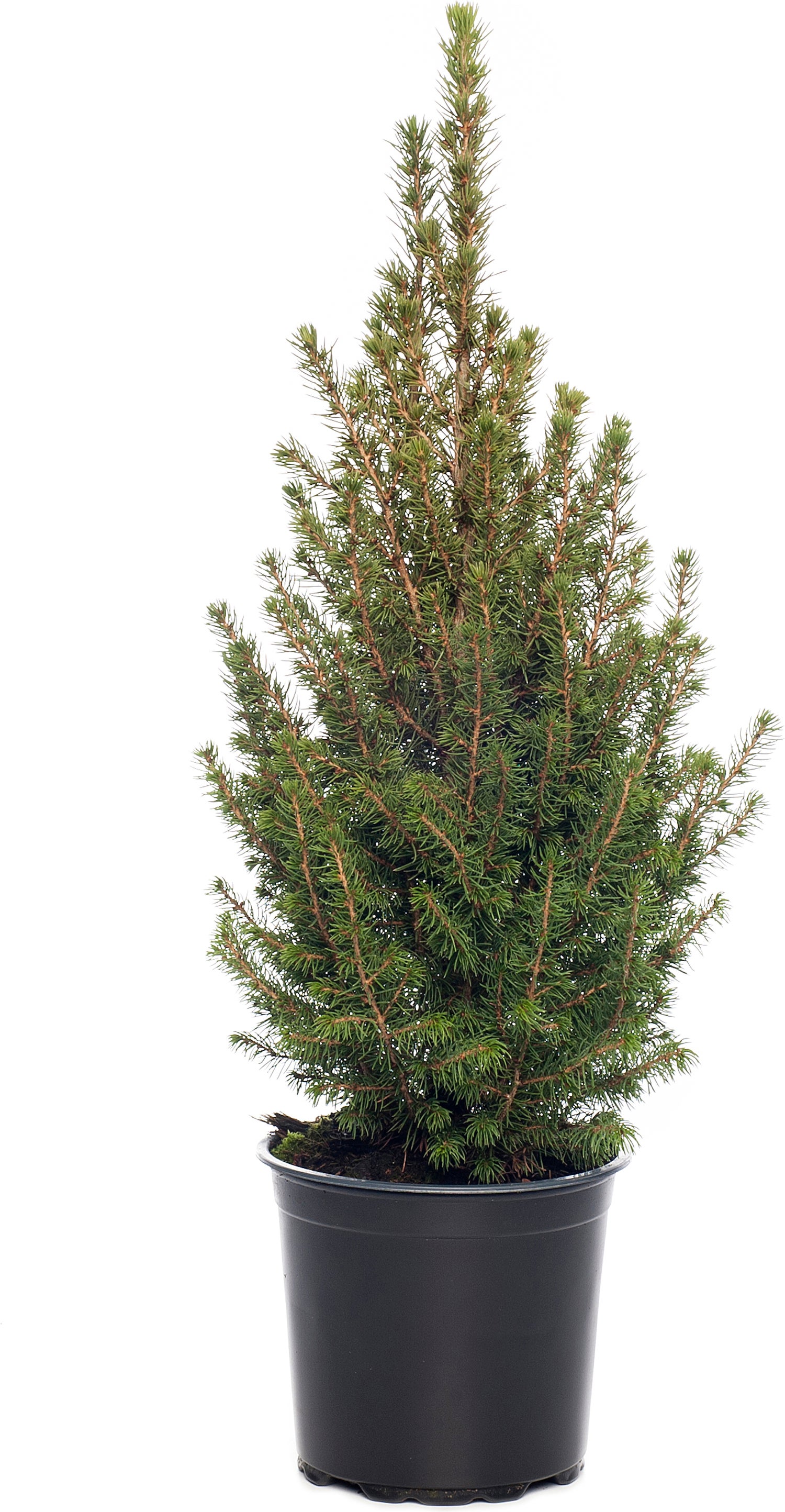 Dwergspar (Picea glauca 'Conica') D 27 H 75 cm