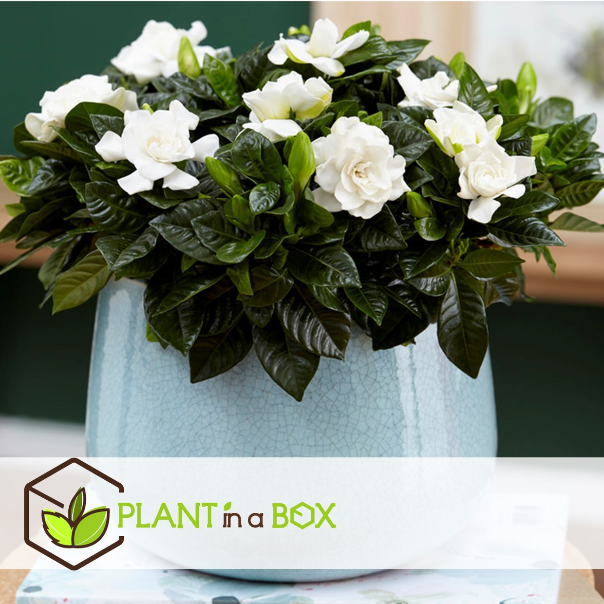 Gardenia jasminoides - jasmin du cap - pot 13cm - hauteur 25-40cm