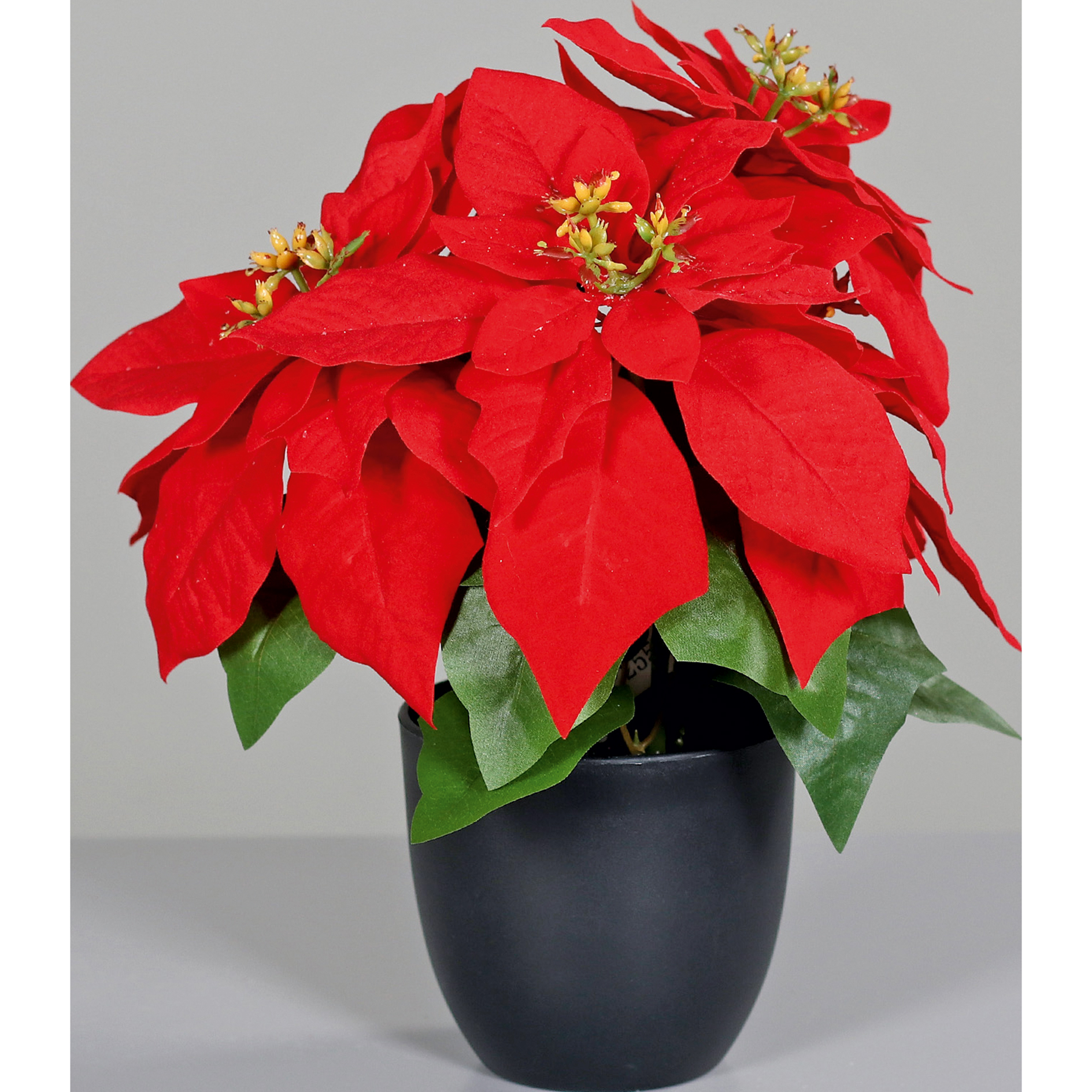 Poinsettia im Topf - rot - Kunststoff