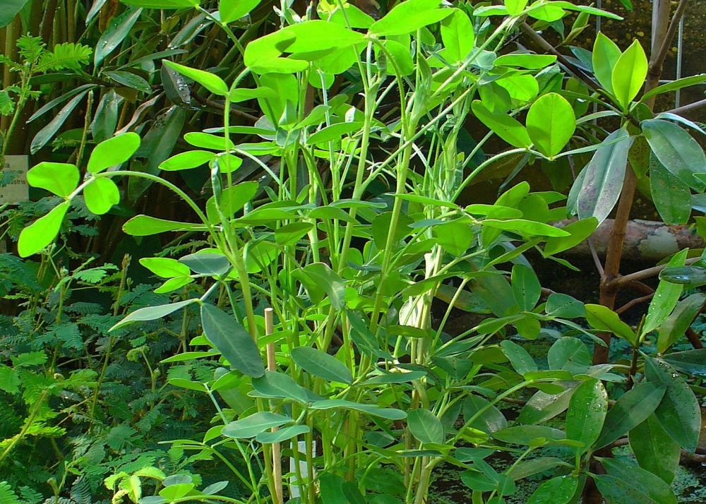 Kit cadeau - cacahuète - 8 graines - arachis hypogaea