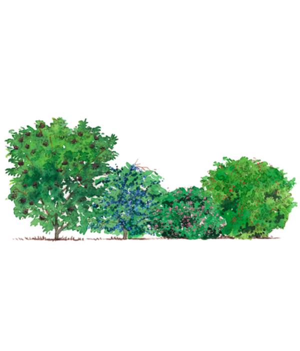 Vogelschutzhecke Fink, 4-teilig