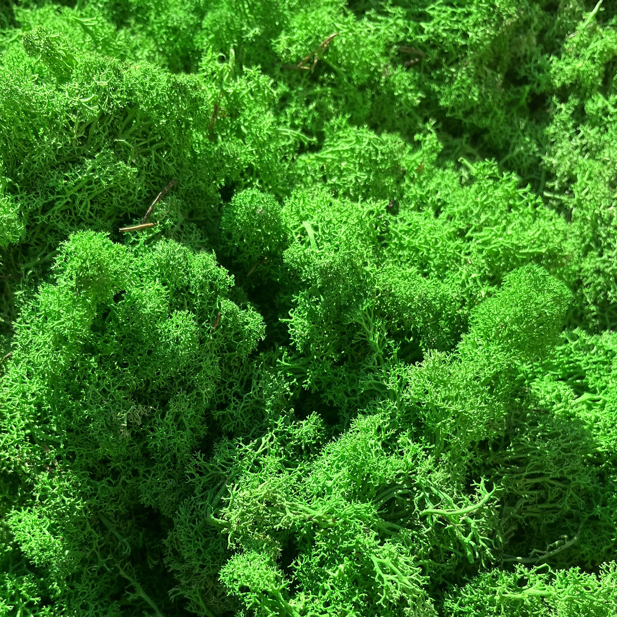 Lir/4040a lichen stabilisée vert pomme box 4 kg