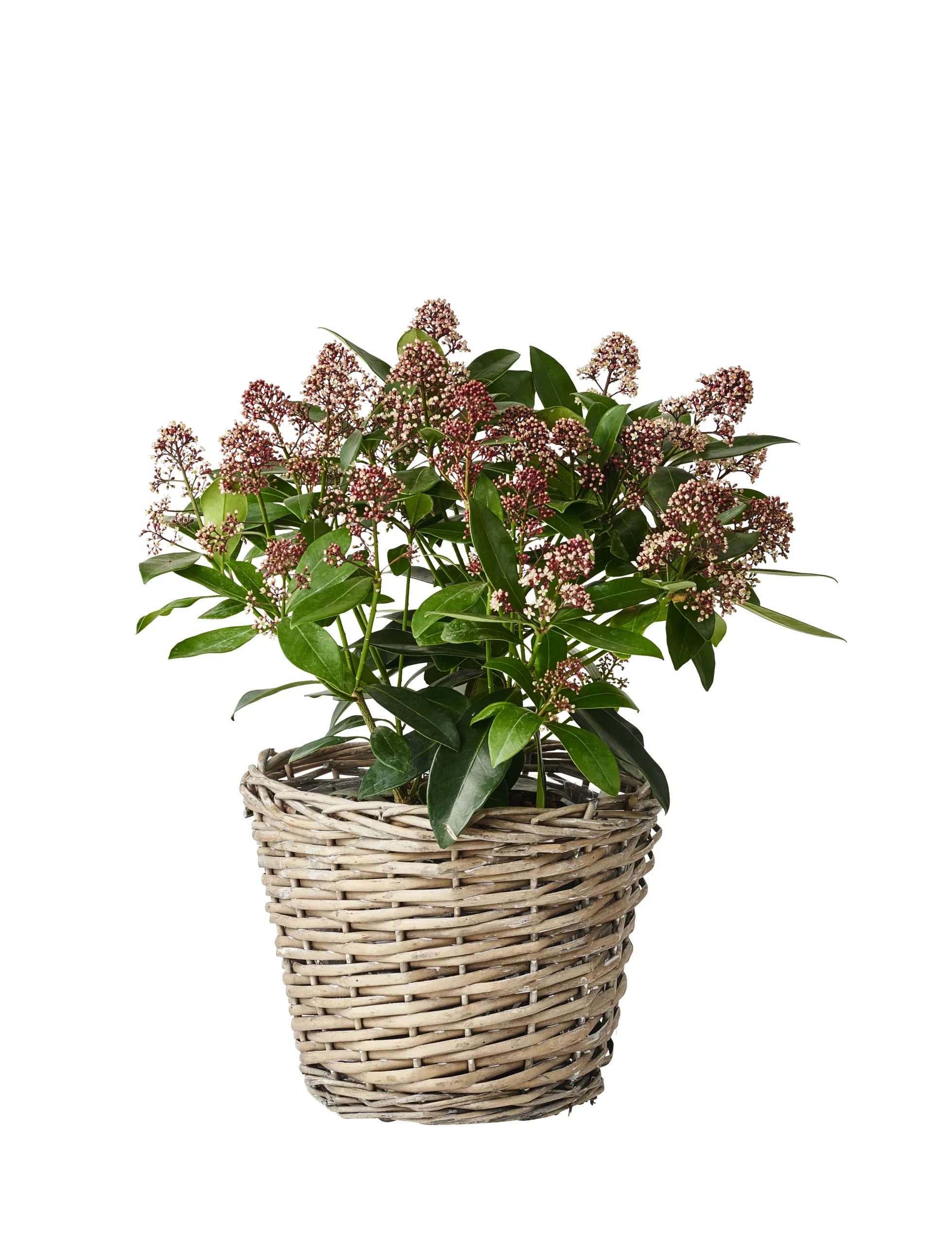 Skimmia japonica 'Rubella' Skimmia japonica 'Rubella' Ø17 cm