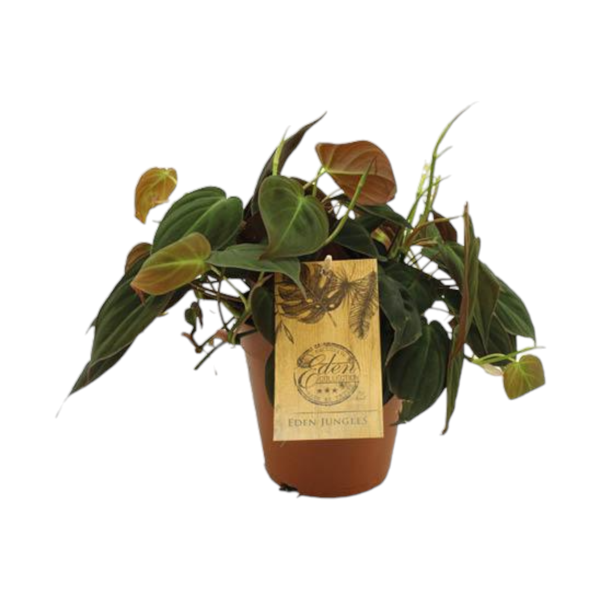 Plante d'intérieur - philodendron micans 40.0cm