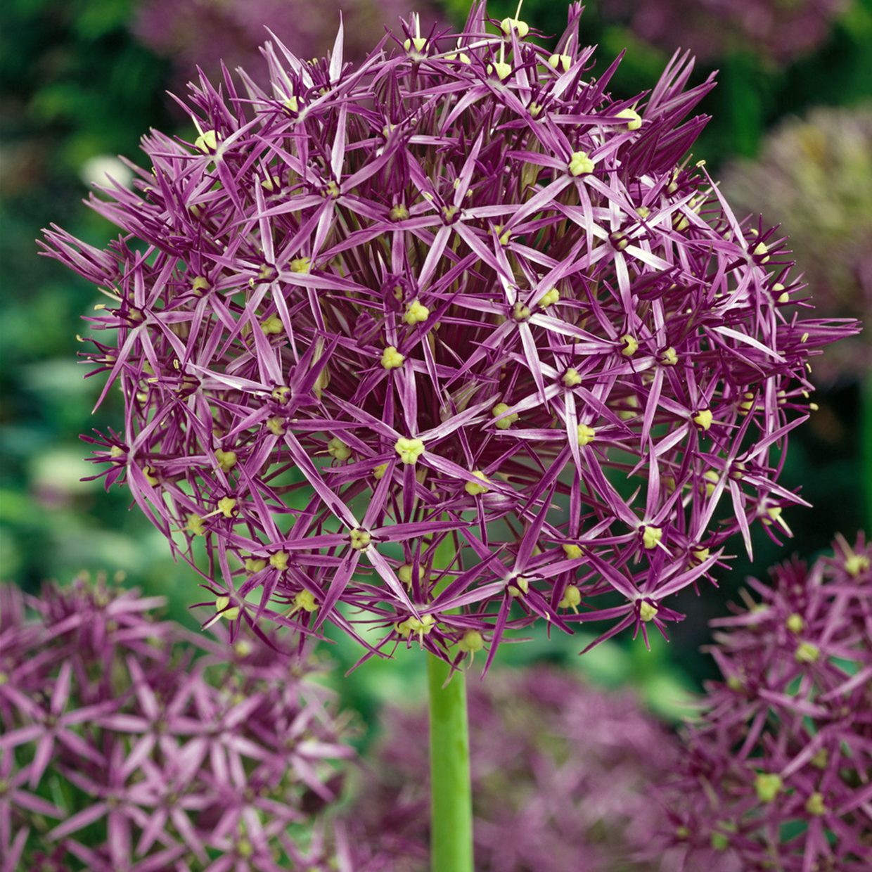 Allium christophii - bulbes de fleurs x15 - violet