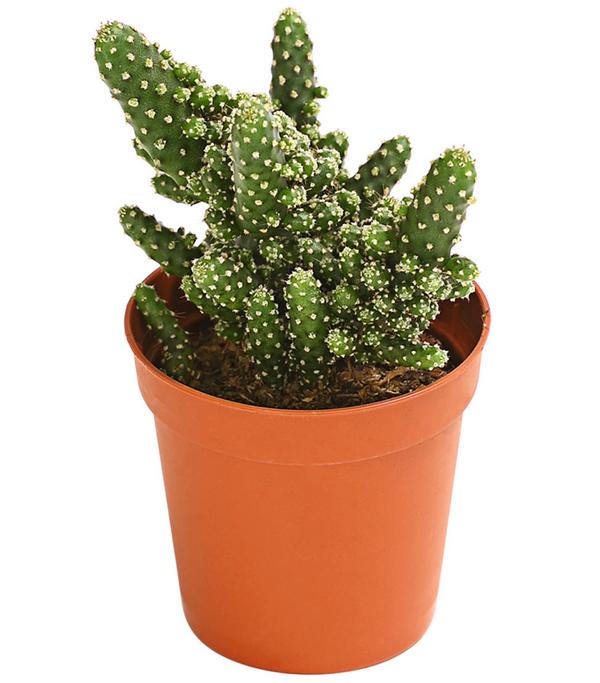 Feigenkaktus - Opuntia tuna monstrosa