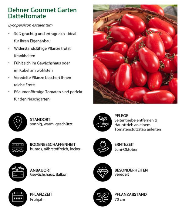 Dehner Gourmet Garten Datteltomate, veredelt