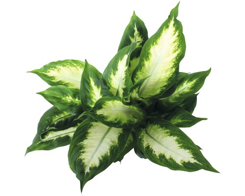 Dieffenbachia FloraSelf Dieffenbachia maculata 'Camilla' H 35-45 cm Ø 12 cm pot