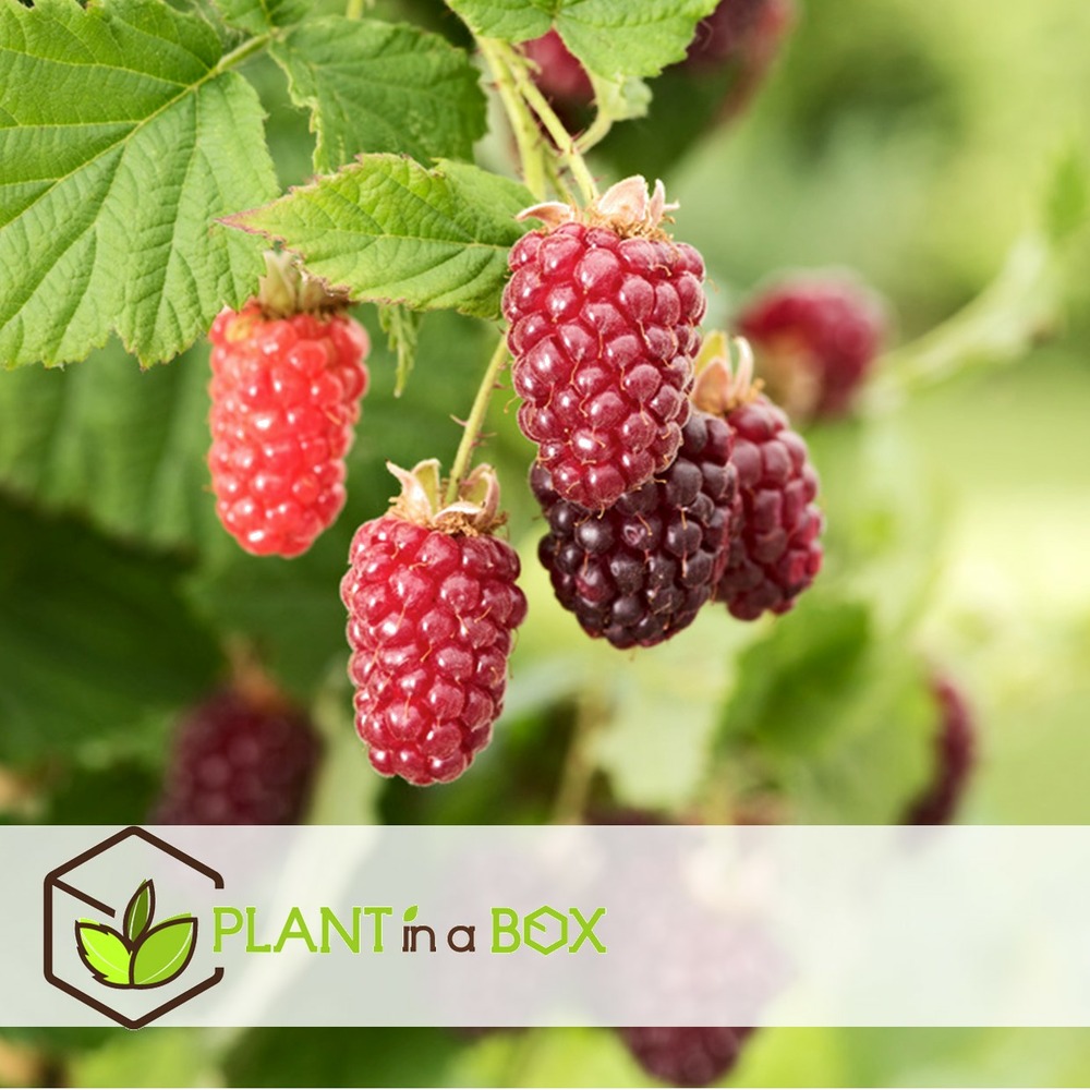 Rubus tayberry - set de 3 - plante de jardin - mûre - pot 9cm - hauteur 25-40cm