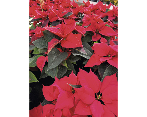 Poinsettia FloraSelf Euphorbia pulcherrima H 30-35 cm Ø 13 cm pot