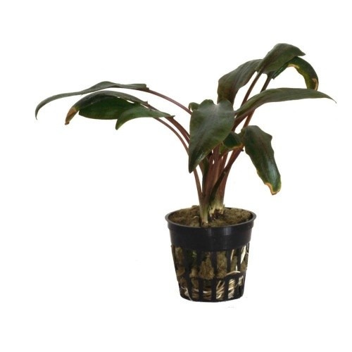 Cryptocoryne undulata 