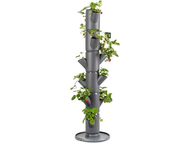 Gusta Garden Aufzuchttöpfe SISSI STRAWBERRY Classic, Anthra Urban Gardening Erdbeerbaum