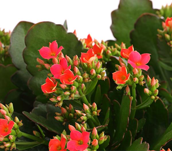 Freiland-Kalanchoe, verschiedene Farben